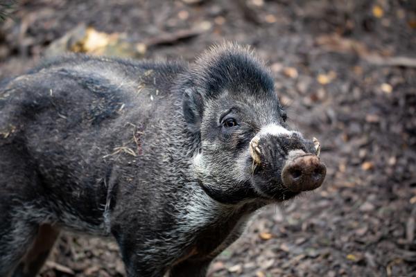 野猪种类——苏拉威西疣猪