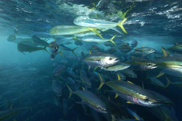 肉食性鱼类：它们是什么以及它们的例子 - 长鳍金枪鱼（Thunnus albacares）