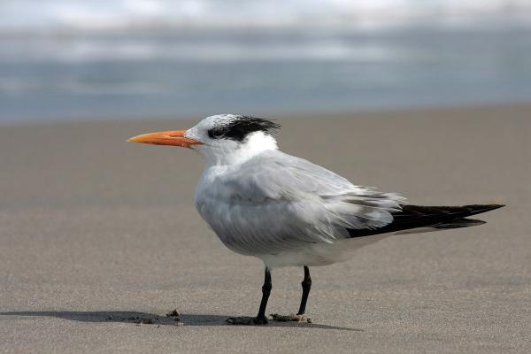 海鸟：种类和适应性 - 燕鸥（Sterna spp.）