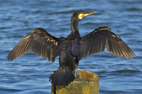 海鸟：种类和适应性 - 鸬鹚（Phalacrocorax spp.）