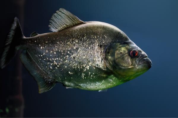 肉食性鱼类：它们是什么以及例子 - 黑食人鱼（Serrasalmus rhombeus）