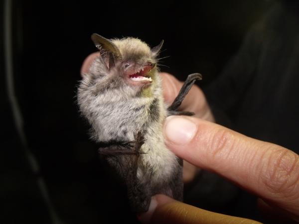 蝙蝠种类 - 阿塔卡马鼠耳蝠（Myotis atacamensis）