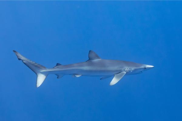 地中海鲨鱼 - 蓝鲨（Prionace glauca）