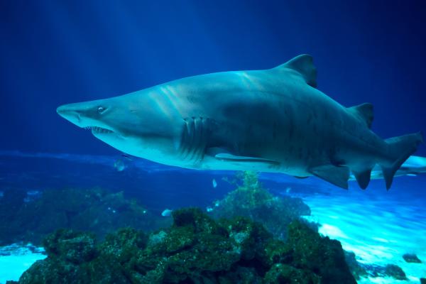 肉食性鱼类：它们是什么以及例子 - 牛鲨（Carcharias taurus）