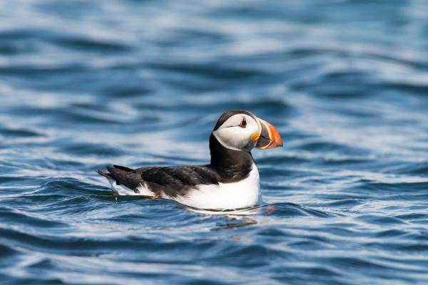 海鸟：种类和适应性——海鹦、刀嘴海雀和海鸠（海雀科）