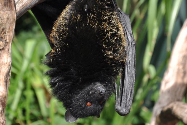 蝙蝠种类 - 果蝠（Pteropus livingstonii）