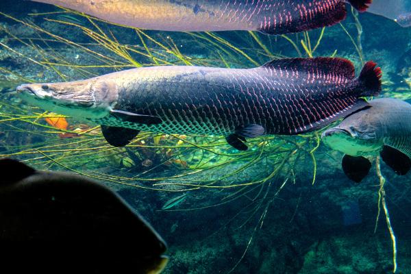肉食性鱼类：它们是什么以及它们的例子 - 巨骨舌鱼 (Arapaima gigas)