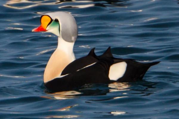 海鸟：种类和适应性 - 绒鸭（Somateria spp.）