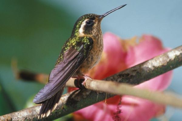 蜂鸟的种类 - 大理石蜂鸟（Adelomyia melanogenys）