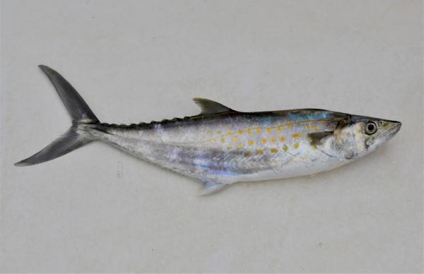 远洋鱼类：它们是什么、特征和例子 - 太平洋山脉