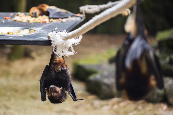 蝙蝠种类 - 菲律宾王冠蝠（Acerodon jubatus）