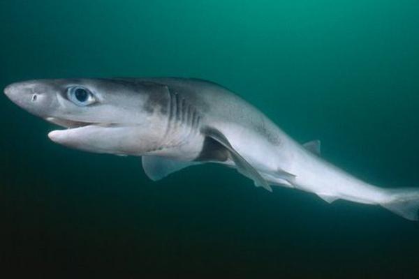 地中海鲨鱼 - 七鳃鲨（Heptranchias perlo）