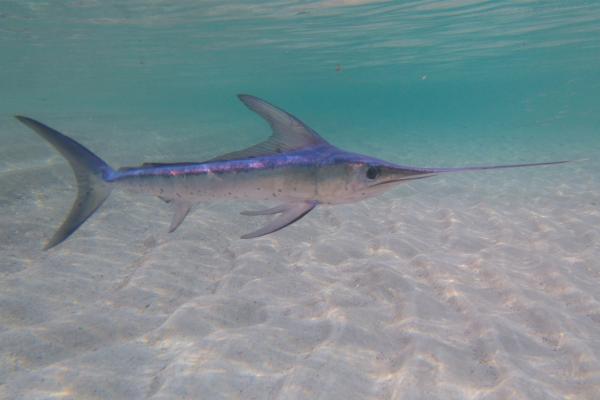 远洋鱼类：它们是什么、特征和例子——剑鱼