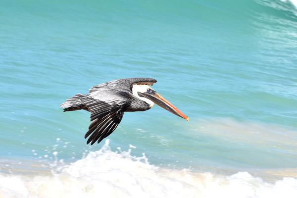 海鸟：种类和适应性 - 鹈鹕（Pelecanus spp.）