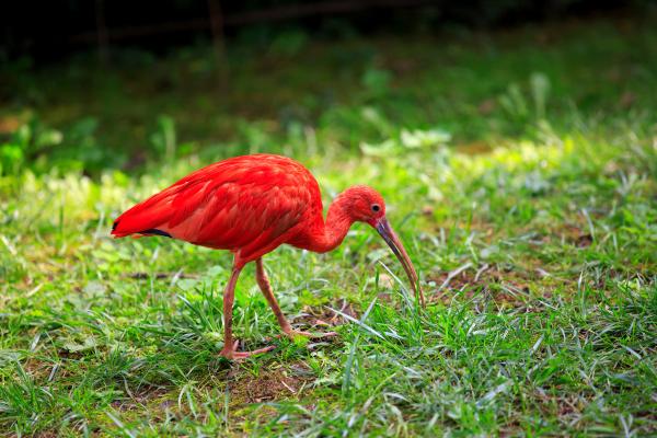 哥伦比亚的鸟类 - 朱鹮