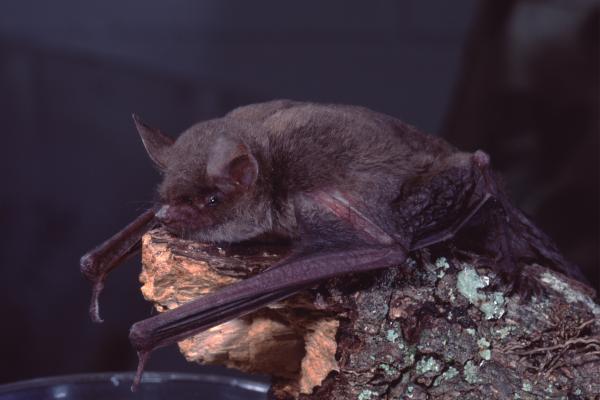 蝙蝠种类 - 小棕蝠 (Myotis lucifugus)