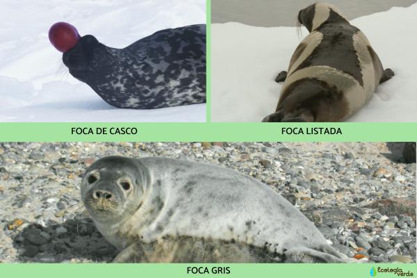 海豹种类 - 海豹亚科