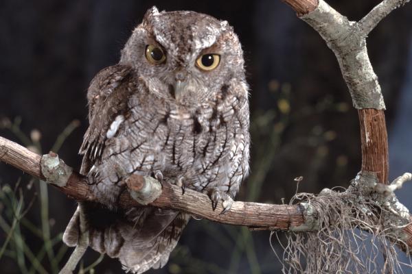 Aves de México - Tecolote del Balsas
