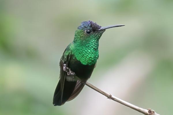 Aves de México - Ninfa mexicana