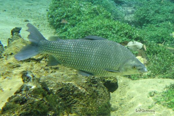 Peces de Argentina - Sábalo jetón 