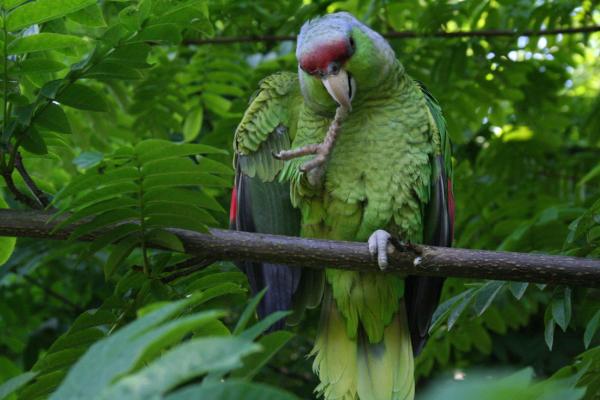Aves de México - Loro corona lila