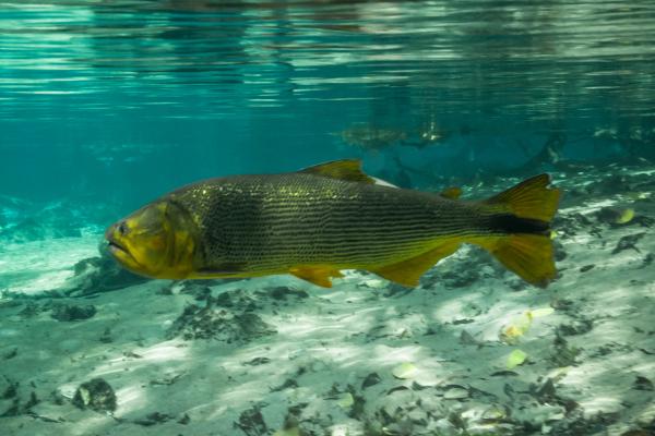 阿根廷的鱼——鲯鳅