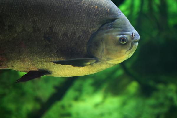 阿根廷的鱼——帕库鱼