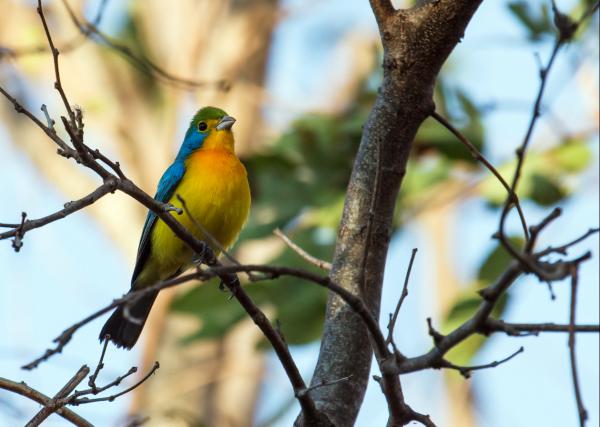 Aves de México - Colorín pecho naranja