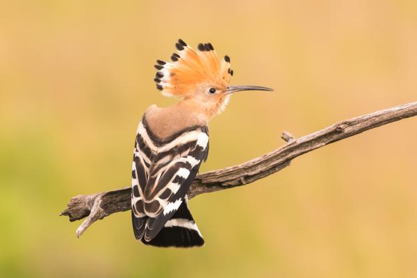 Aves de España - Abubilla común 