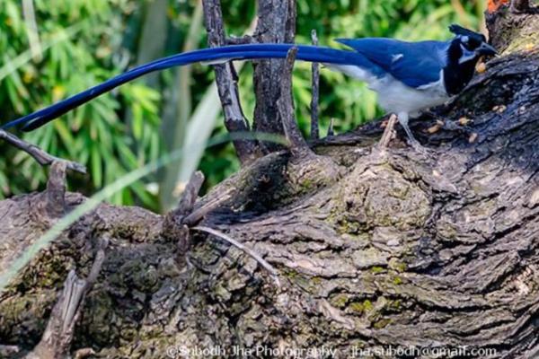 Aves de México - Urraca de copete