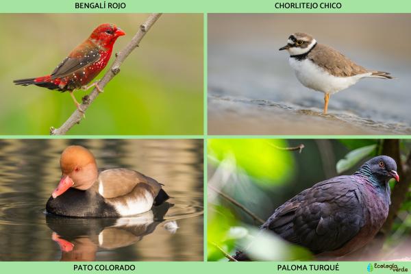 Aves de España - Otras aves de España