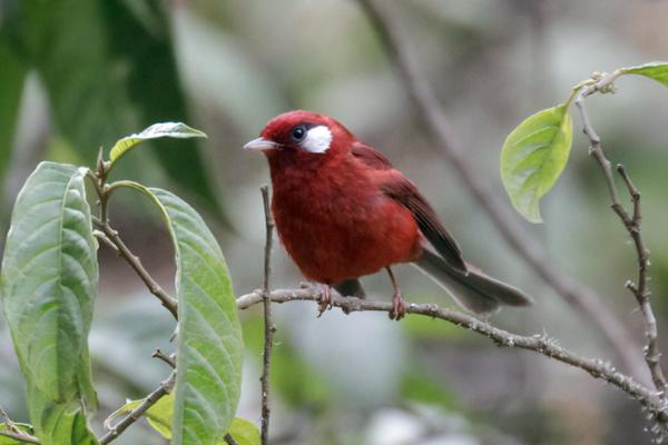 Aves de México - Chipe rojo