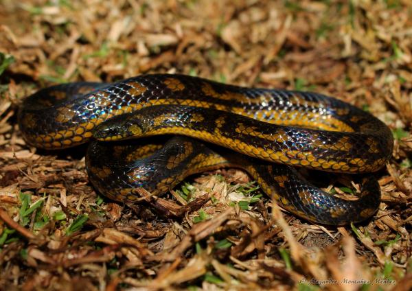 Reptiles de Colombia - Serpiente sabanera