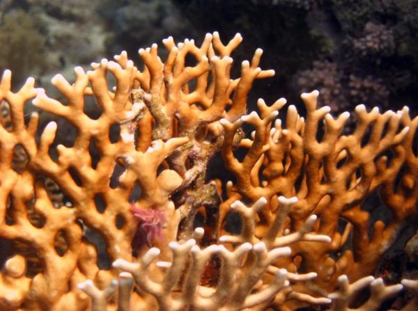 Coral de fuego: qué es y picadura - Características del coral de fuego