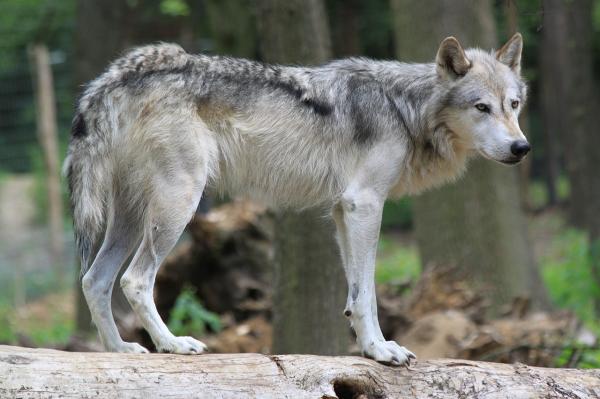 Tipos de lobos - Lobo gris (Canis lupus)