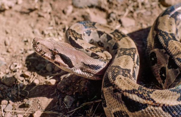 墨西哥的爬行动物 - 普通蟒蛇（大蟒蛇）