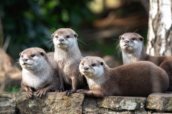 Tipos de nutrias - Nutria chica (Aonyx cinereus)