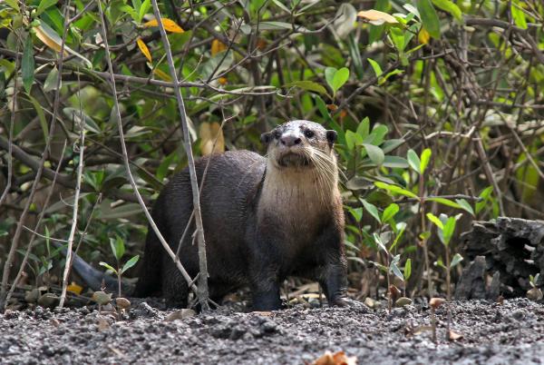 Tipos de nutrias - Nutria africana (Aonyx capensis)