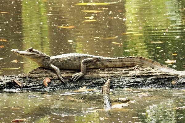 墨西哥爬行动物 - 眼镜凯门鳄 (Caiman crocodilus)