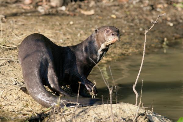 Tipos de nutrias - Nutria gigante (Pteronura brasiliensis)