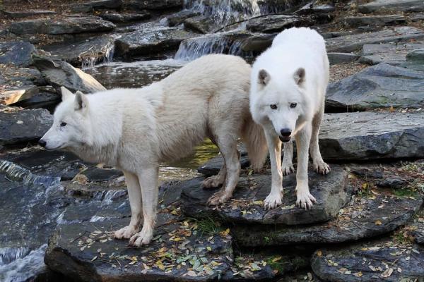 Tipos de lobos - Lobo ártico (Canis lupus arctos)