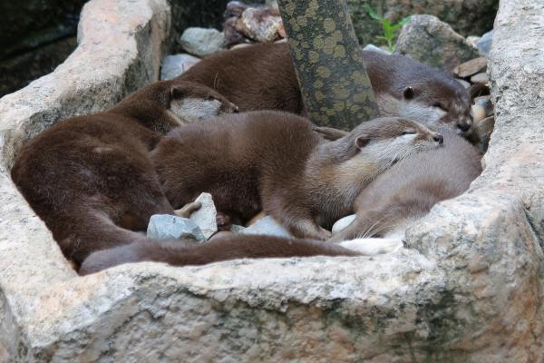 Tipos de nutrias - Nutria lisa (Lutrogale perspicillata)