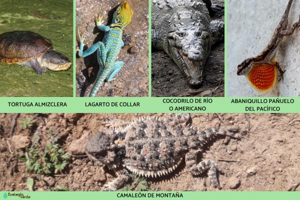 墨西哥的爬行动物 -