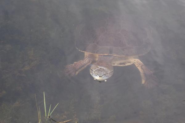 阿根廷的爬行动物 - 泻湖龟