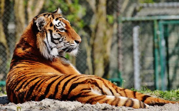 老虎的种类 - 华南虎