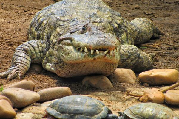 Reptiles de Argentina - Yacaré overo