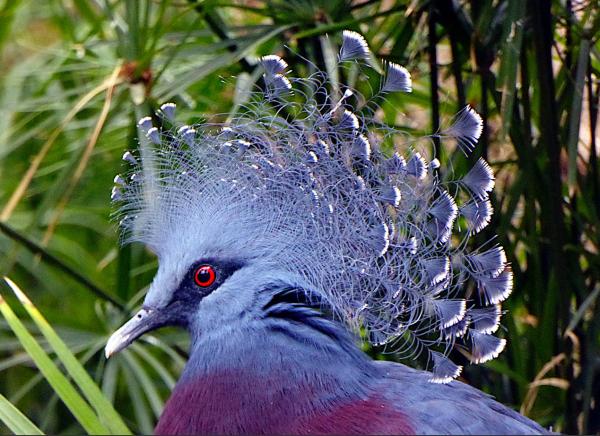 Tipos de palomas - Paloma coronada occidental