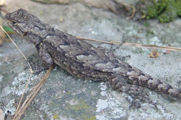 墨西哥爬行动物 - 牧豆树蜥蜴（Sceloporus grammicus）