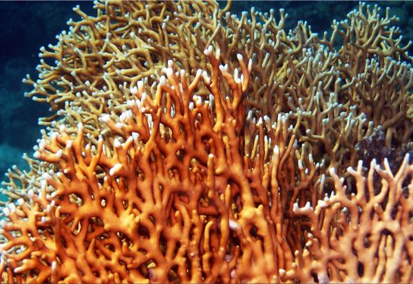 Coral de fuego: qué es y picadura - Qué es el coral de fuego 