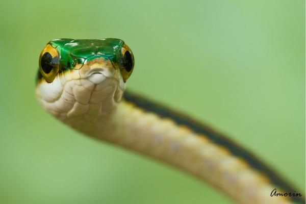 墨西哥爬行动物 - 墨西哥鹦鹉蛇（Leptophis mexicanus）